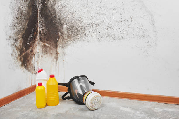 Best Local Mold Removal Service  in Ansonia, CT