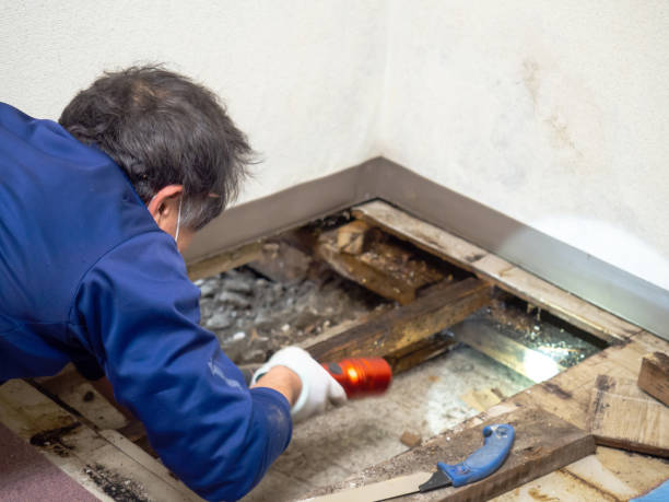 Professional Mold Removal in Ansonia, CT