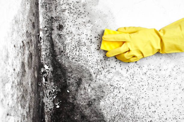 Best Attic Mold Removal  in Ansonia, CT
