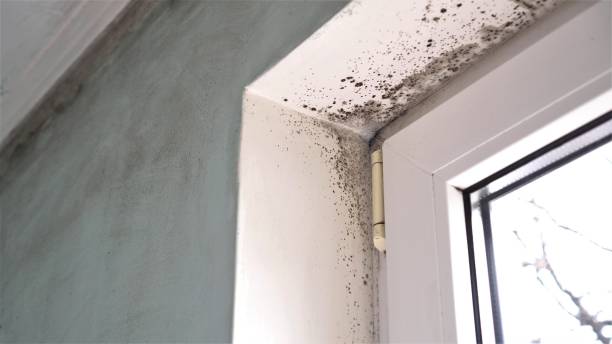 Mold Testing and Removal in Ansonia, CT