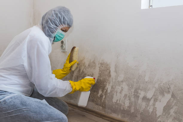 Best Certified Mold Removal  in Ansonia, CT