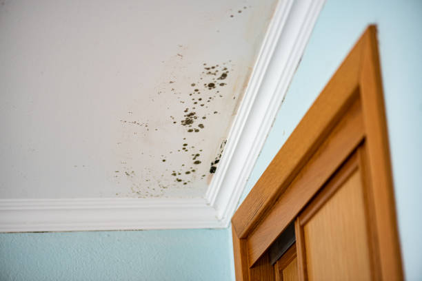 Best Mold Damage Repair  in Ansonia, CT