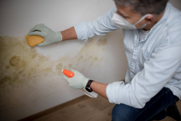 Best Same-Day Mold Removal  in Ansonia, CT