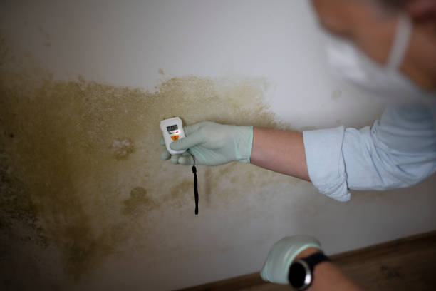 Best Black Mold Removal  in Ansonia, CT