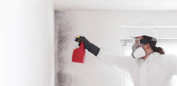 Best Professional Mold Removal  in Ansonia, CT