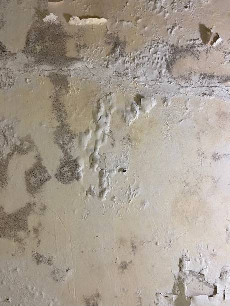 Best Residential Mold Removal  in Ansonia, CT