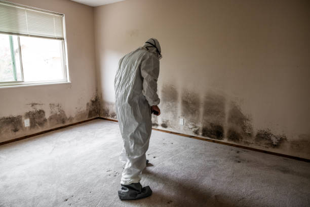 Best Emergency Mold Removal  in Ansonia, CT