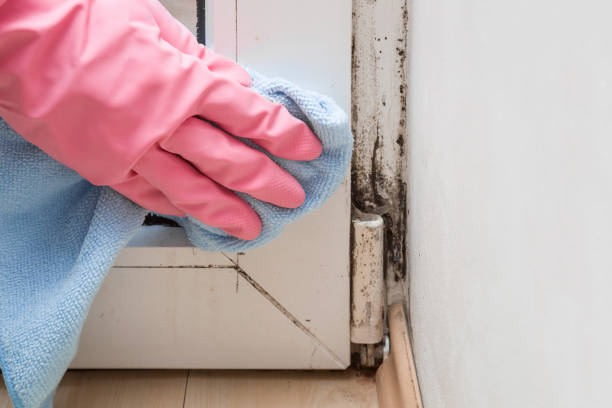 Best Mold Cleaning Services  in Ansonia, CT